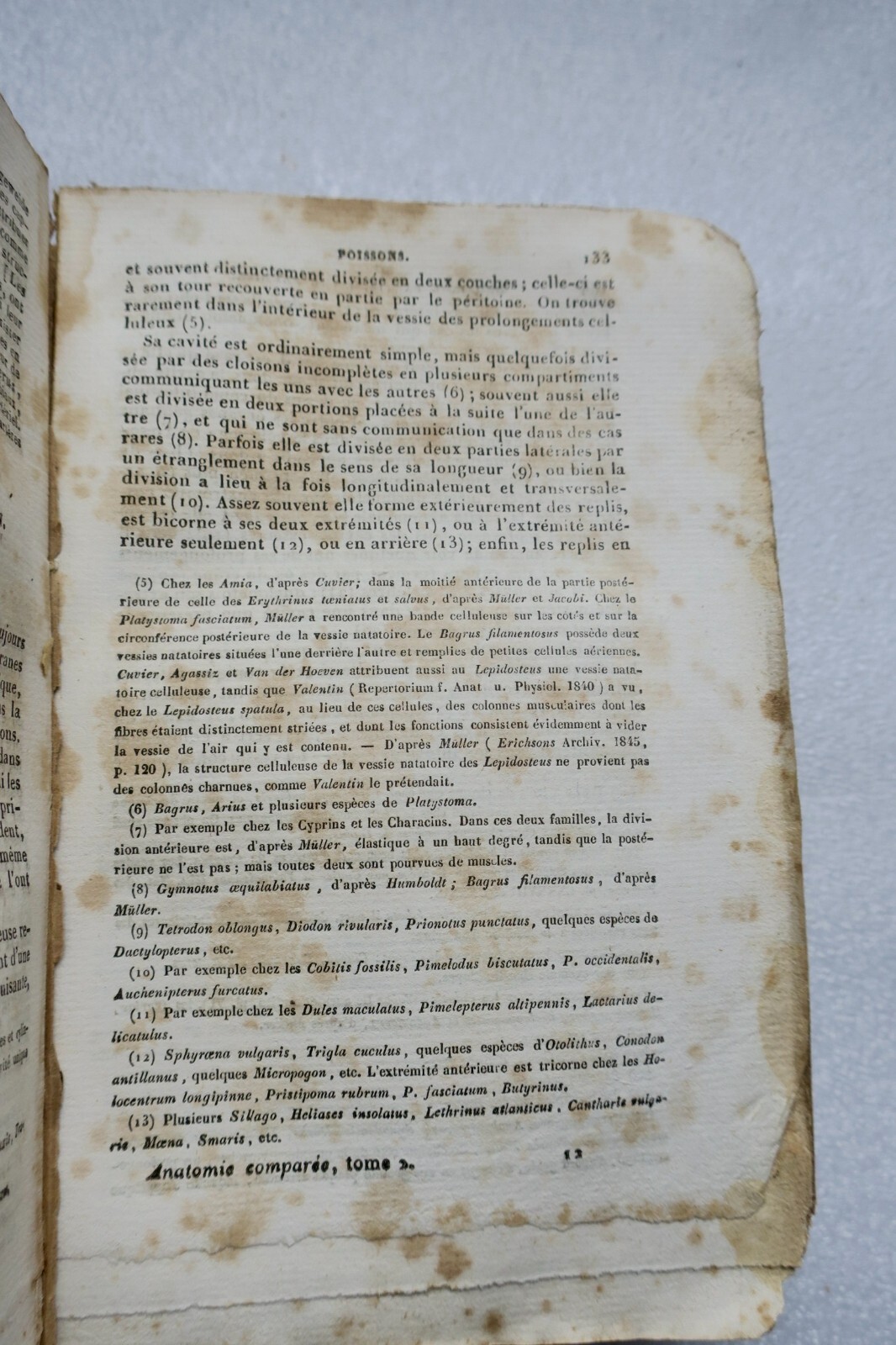 Roret ANATOMIE COMPAREE - ENCYCLOPEDIE RORET 1850 – Image 3
