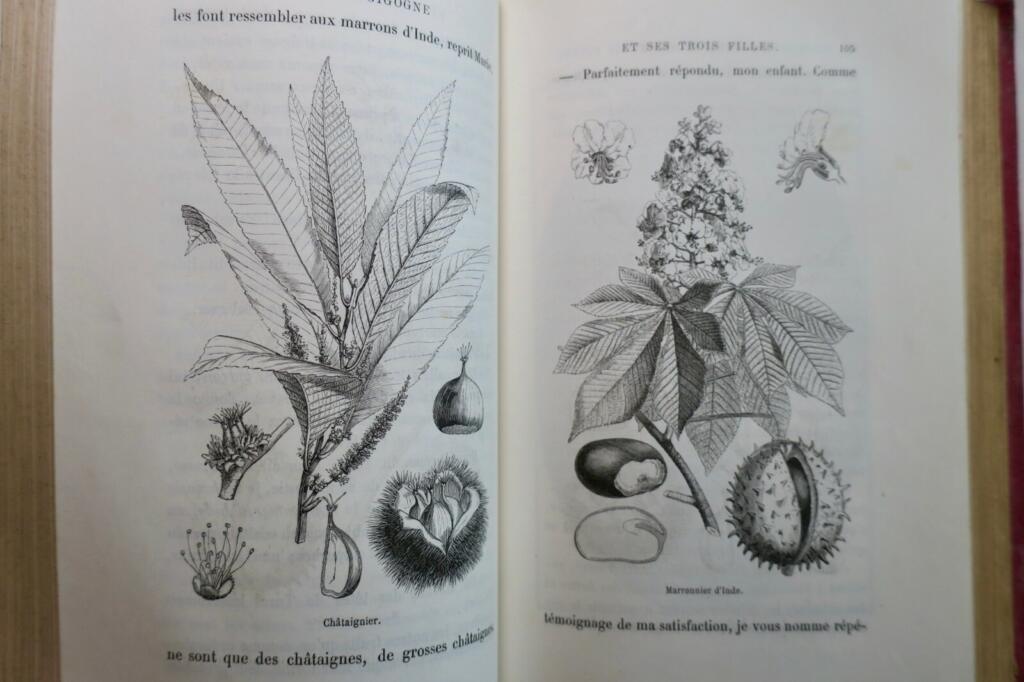 Natural history tales and illustrations