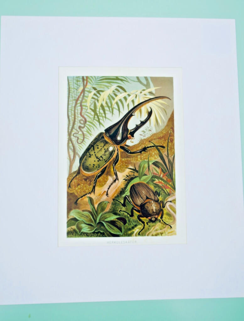 Hercules Beetle Chromolithograph