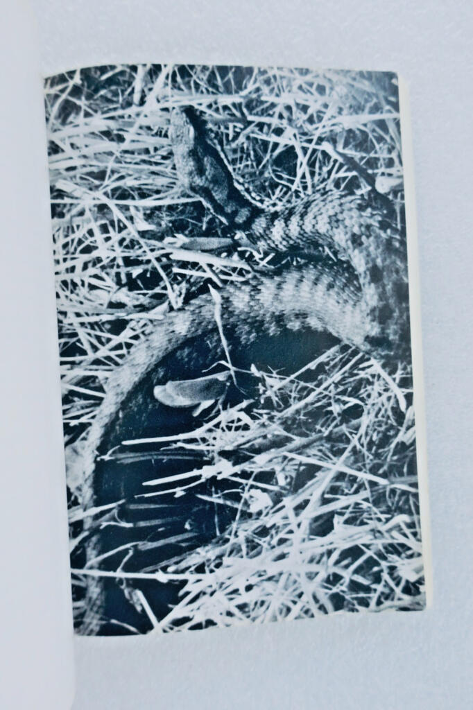 洞察毒蛇的生活