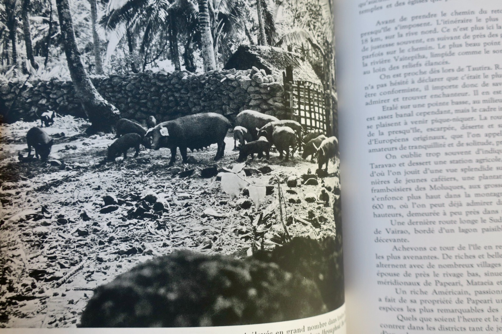A comprehensive overview of Tahiti - Image 7