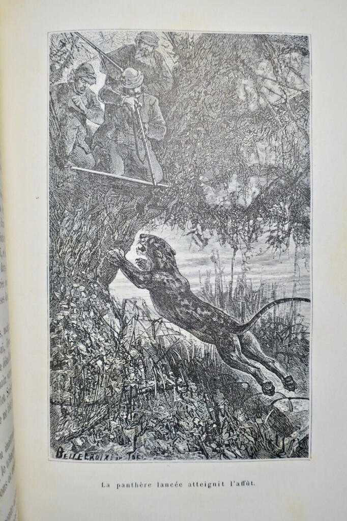 TIGRE Rousselet La Peau du Tigre Tofani