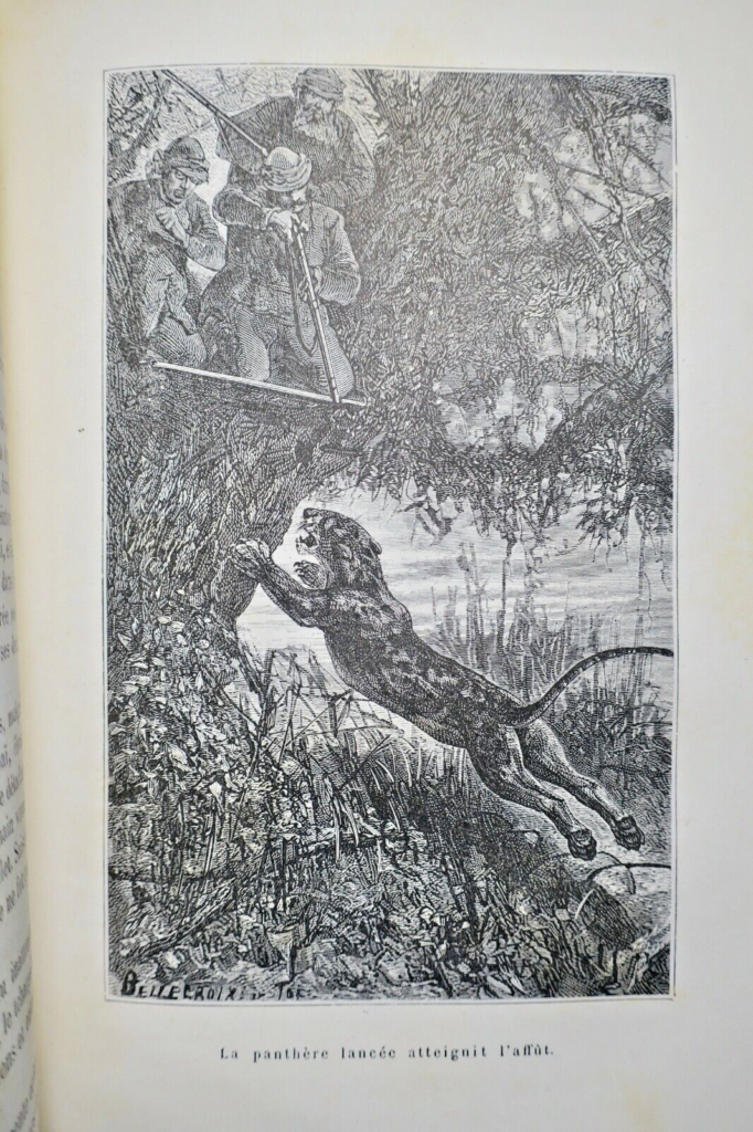 Illustrierte Arbeit über Tiger