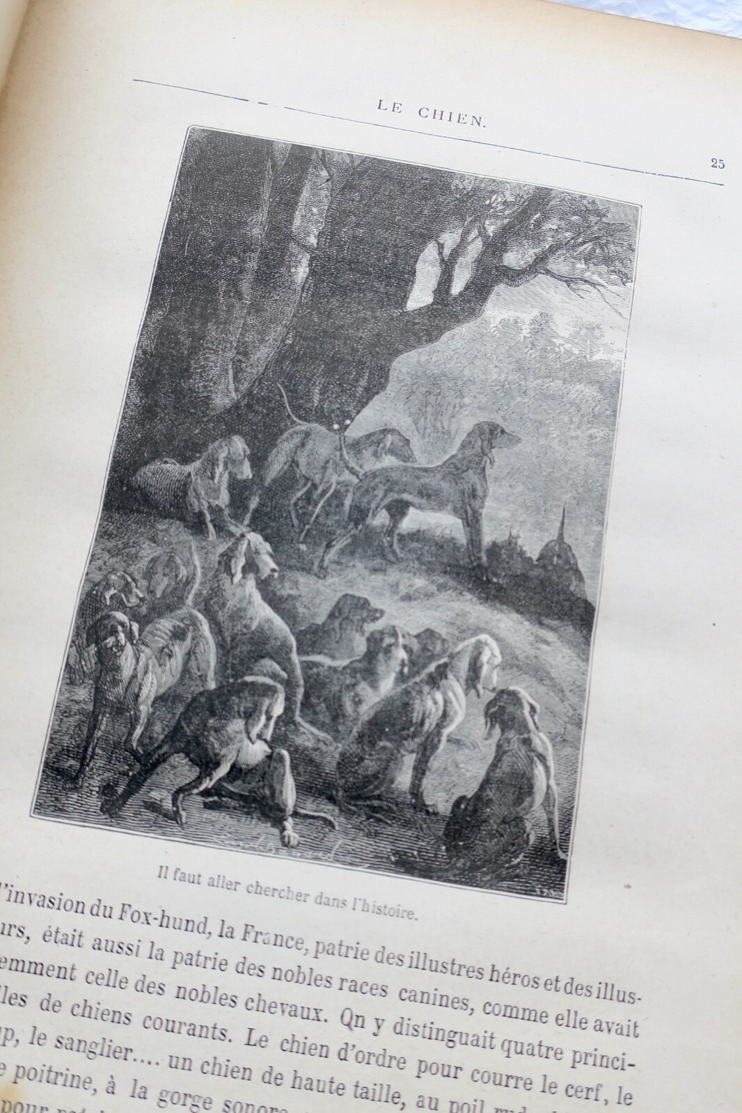 Der Geist der Tiere - Image 7
