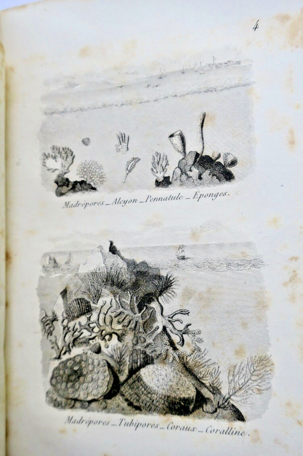 Young Naturalists: Dialogues on Natural History - Image 3