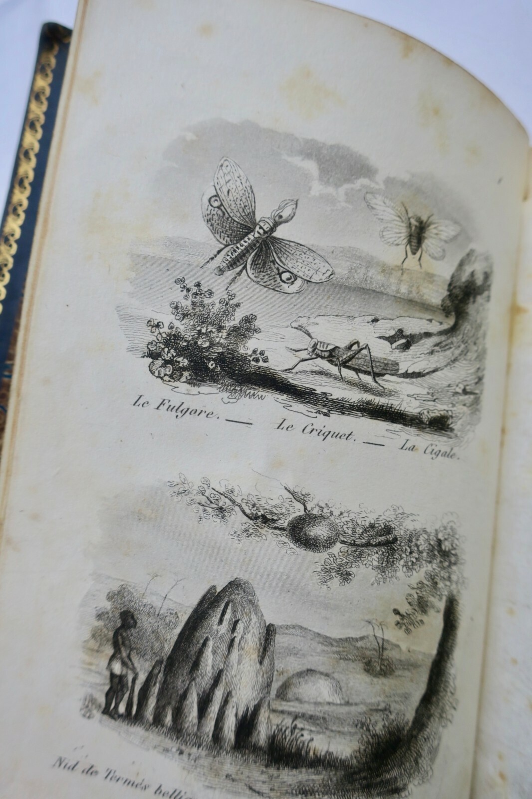 Young Naturalists: Dialogues on Natural History - Image 6