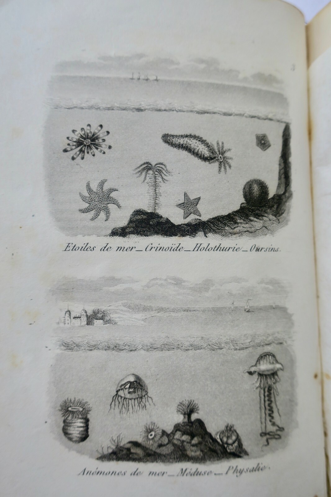 Young Naturalists: Dialogues on Natural History - Image 4