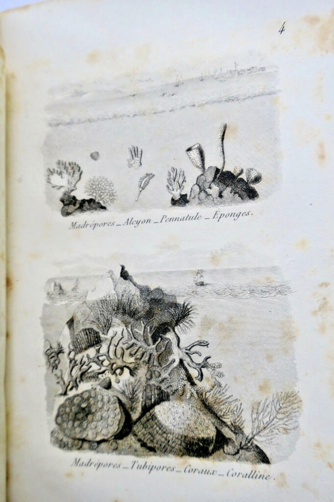Young Naturalists: Dialogues on Natural History