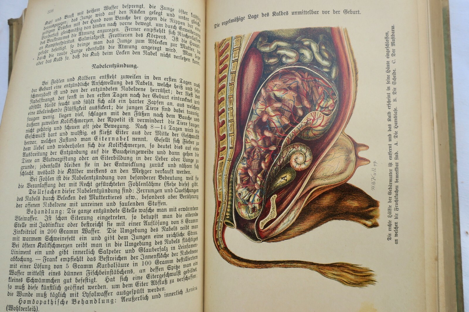 Veterinary guide for farmers and pet owners - Image 7