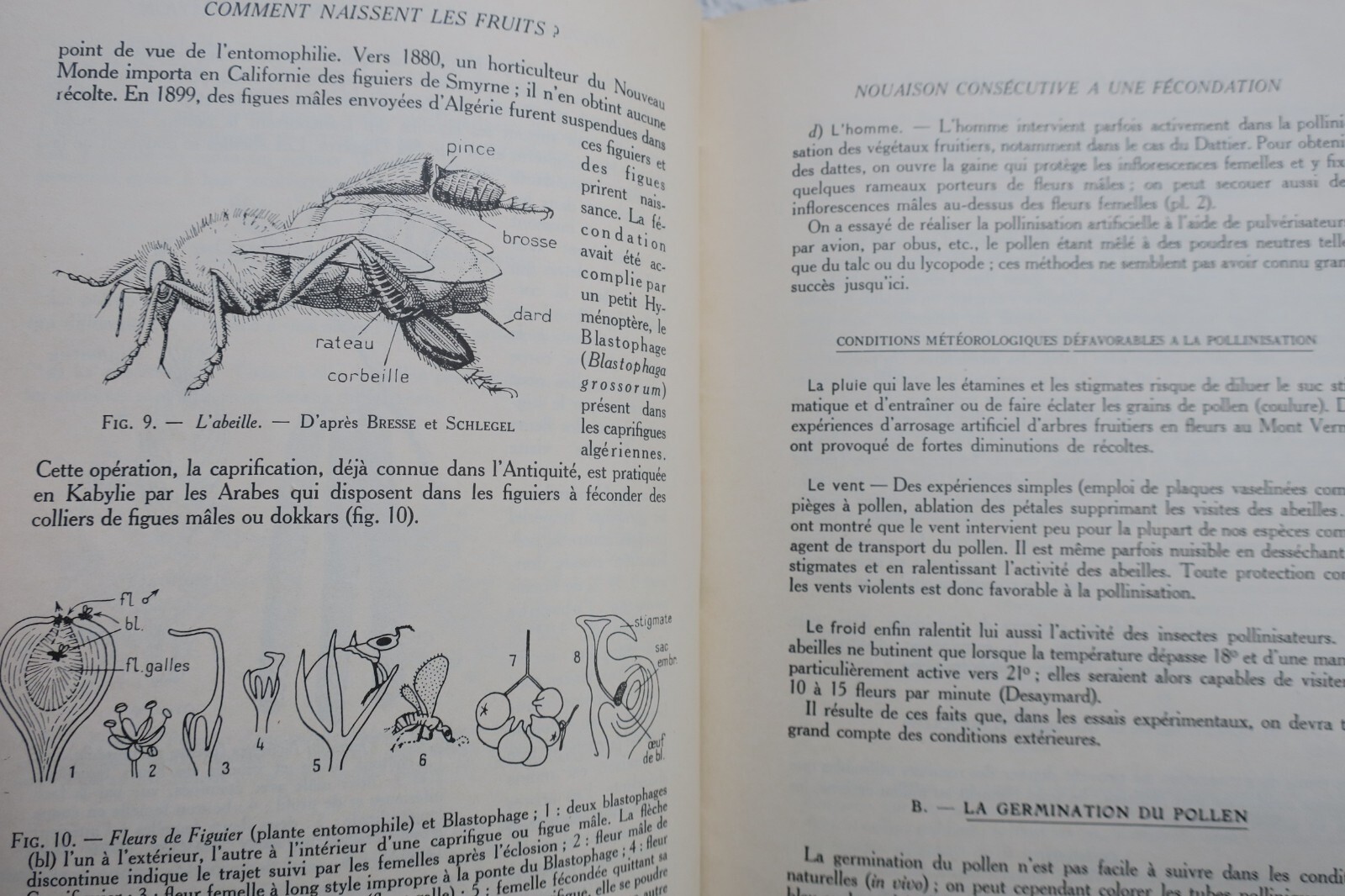 Umfassender Leitfaden für Früchte - Image 6
