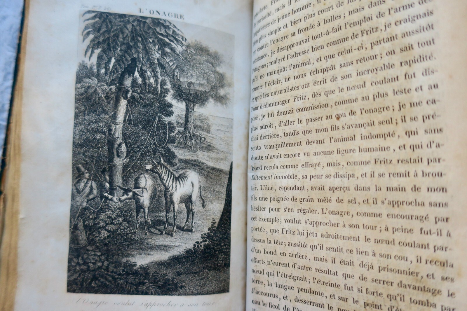 WYSS Le Robinson suisse, ou récit d'un père de famille jeté par un naufrage 1837 – Image 6