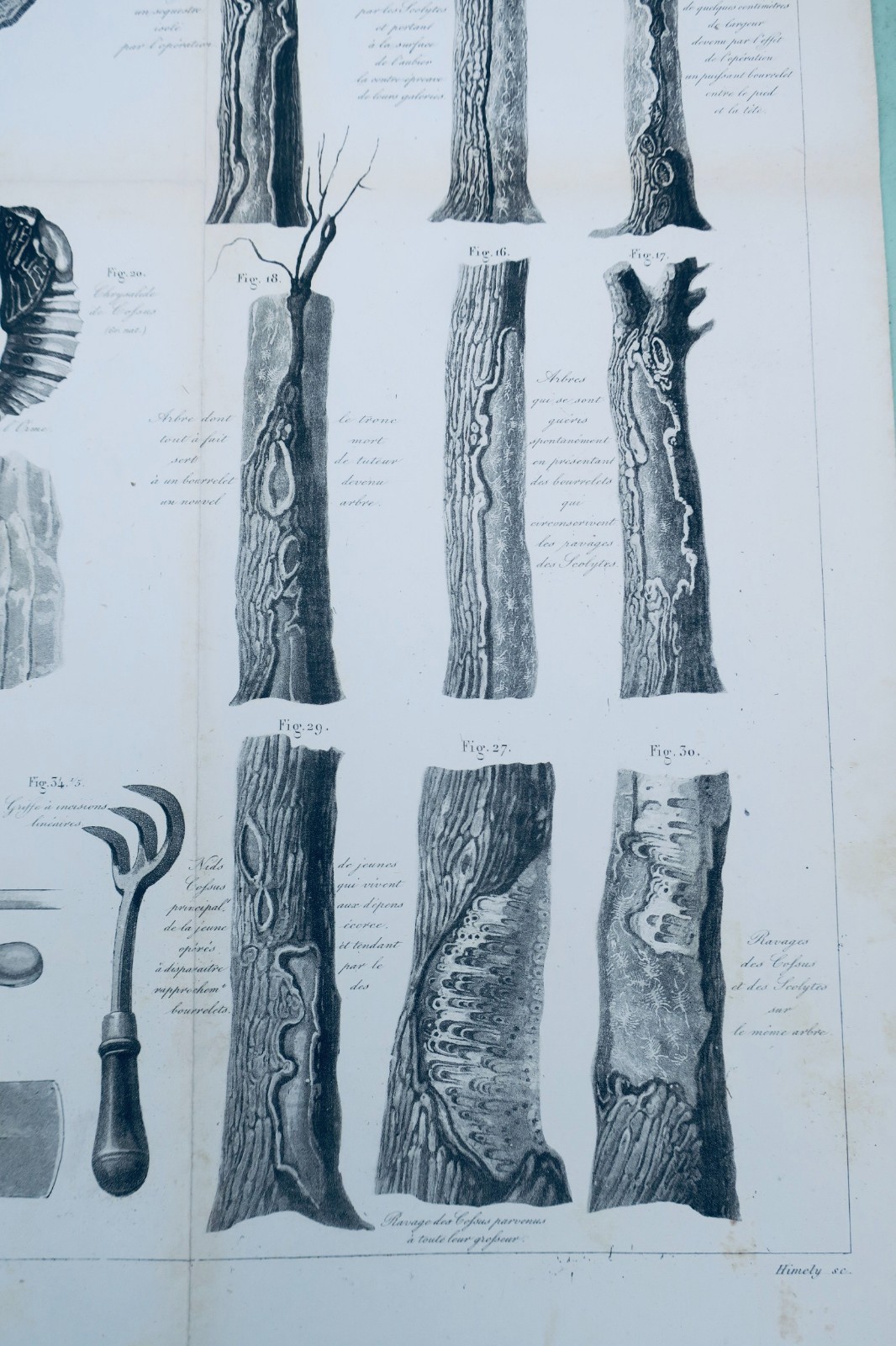 Holzschäden durch Insekten<span class="lla-card-orig-wrap"><span class="lla-card-orig">❦ Xylophages ravages des insectes xylophages LITHOGRAPHIE</span></span> - La Librairie Antique