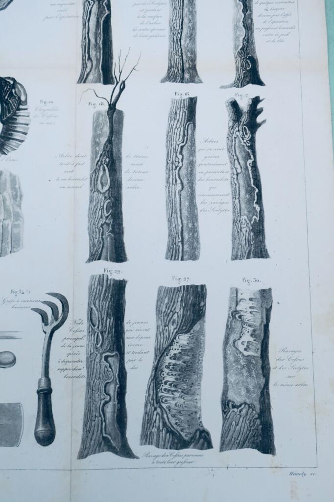 Holzfressende Insekten und ihre Schäden