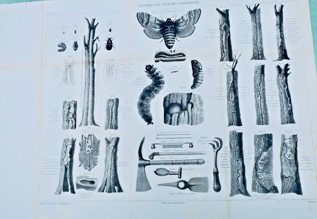 Holzfressende Insekten und ihre Schäden