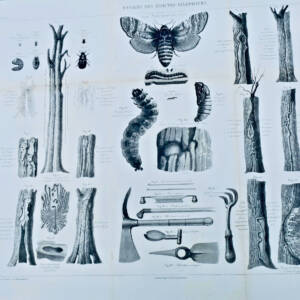 Xylophages ravages des insectes xylophages LITHOGRAPHIE