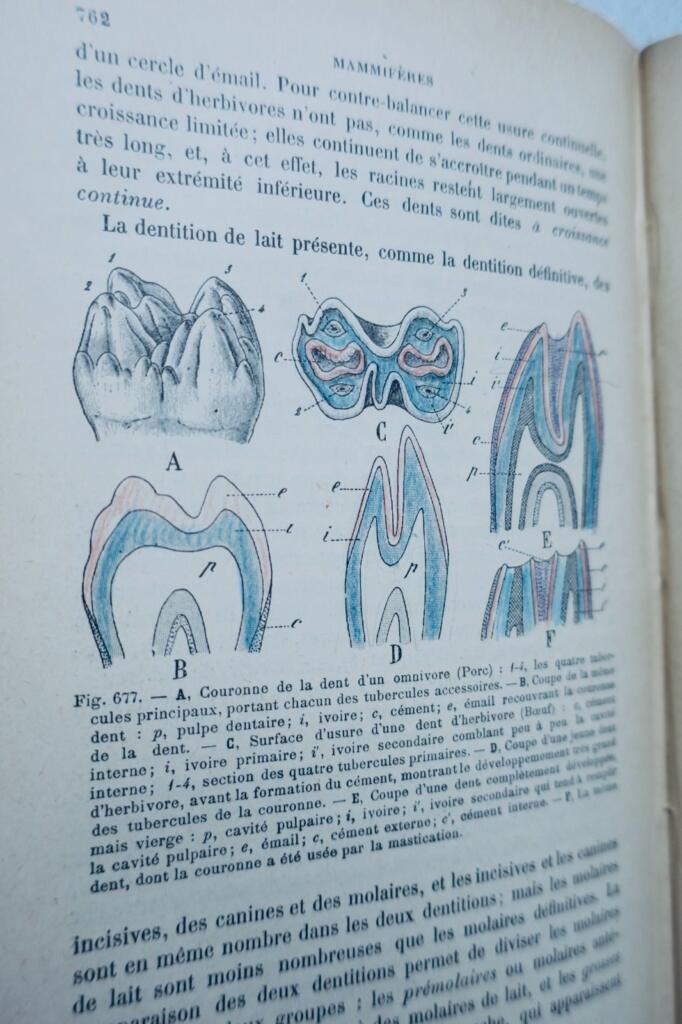 Basic Course in Zoology