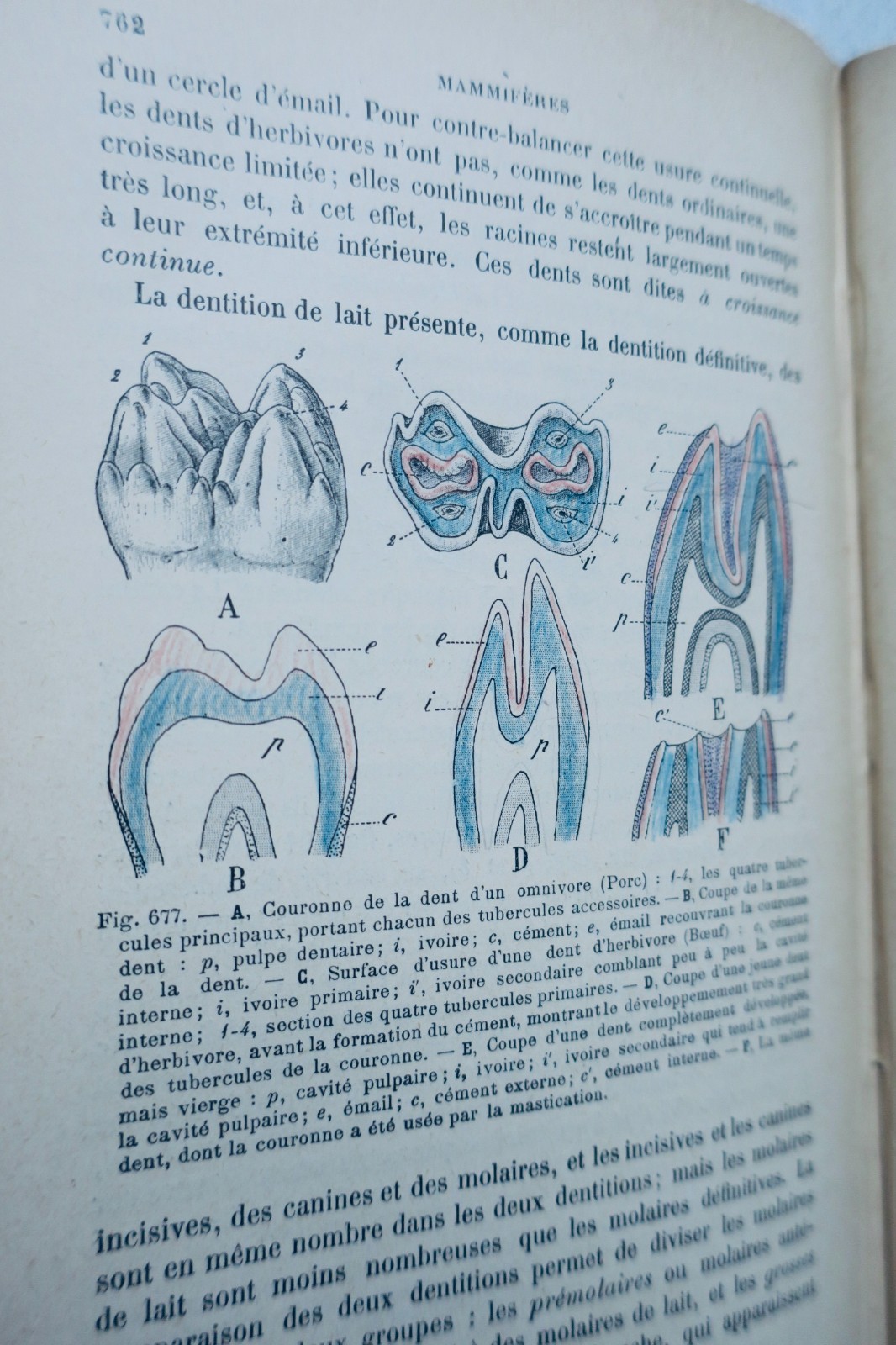 Grundkurs in Zoologie<span class="lla-card-orig-wrap"><span class="lla-card-orig">❦ Zoologie COURS ELEMENTAIRE DE ZOOLOGIE 1908</span></span> - La Librairie Antique