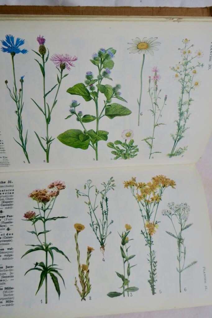Jardin LA METHODE SIMPLE POUR TROUVER LES NOMS DES FLEURS