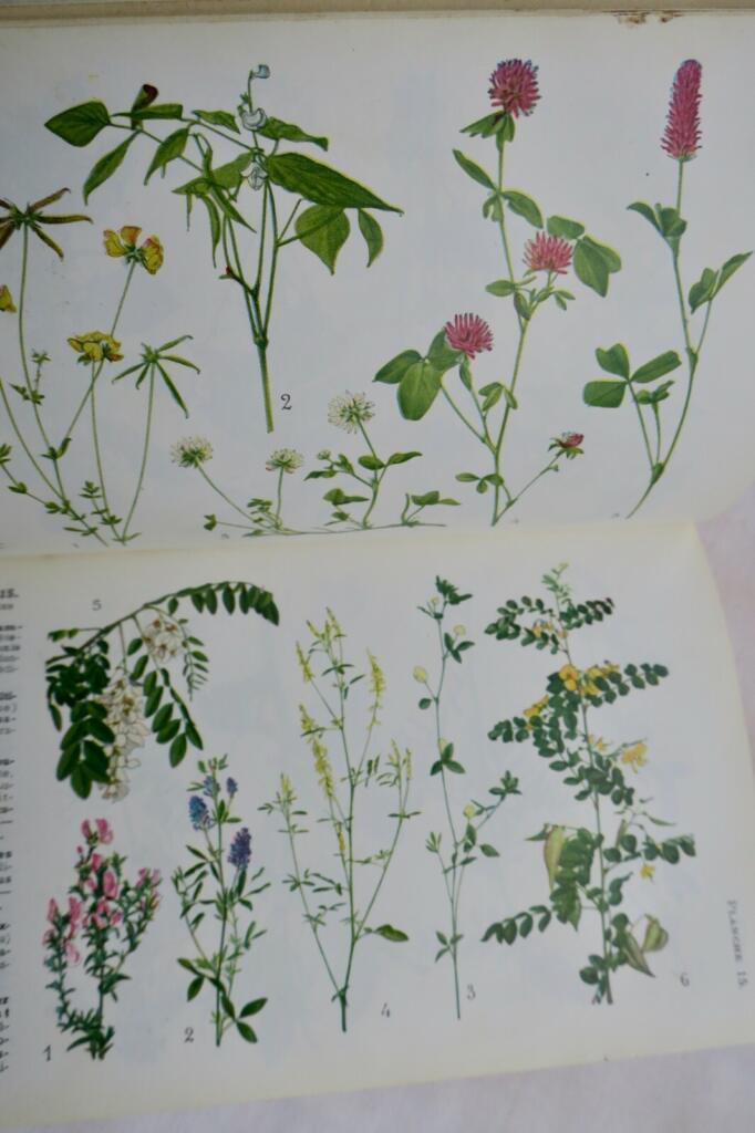 Jardin LA METHODE SIMPLE POUR TROUVER LES NOMS DES FLEURS