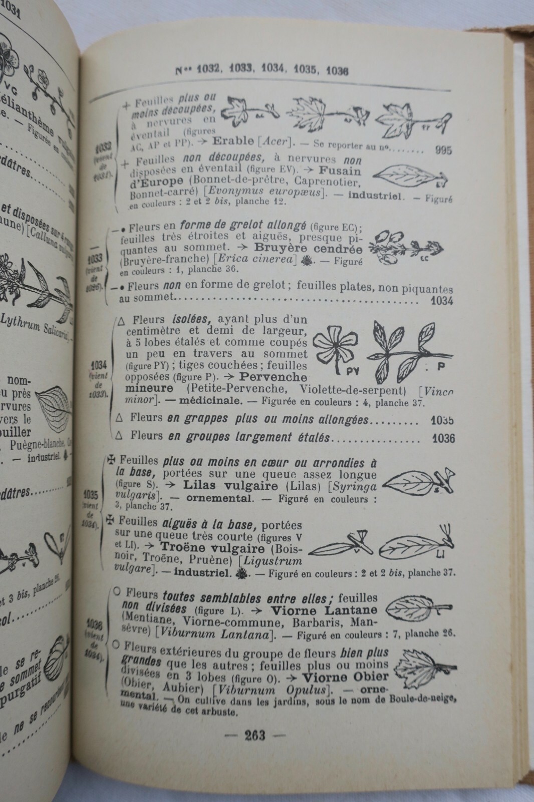 Jardin – Die einfache Methode, Blumennamen zu finden