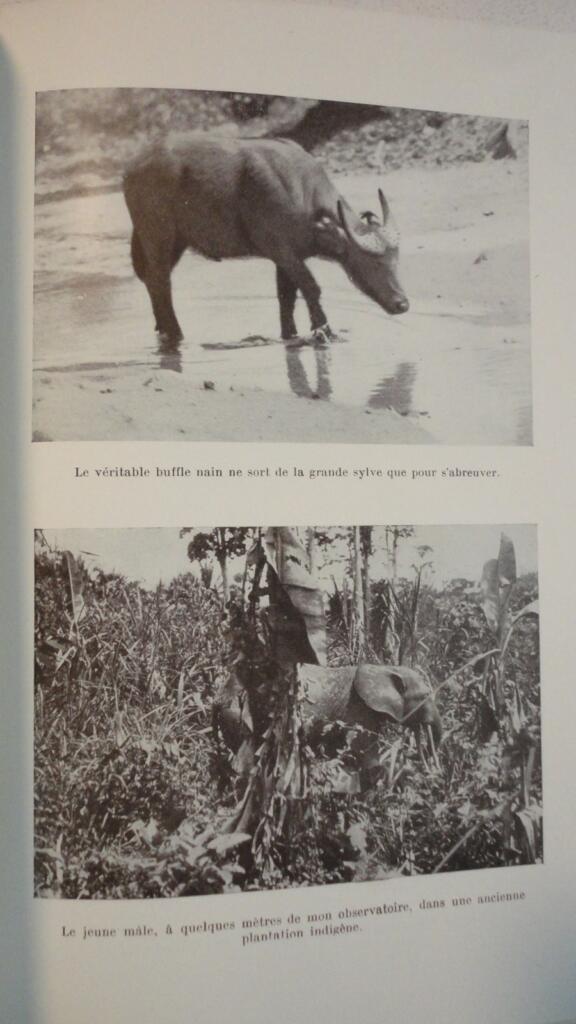 Die Lebensweise der wilden Tiere in Kamerun Dr. Gromier 1937