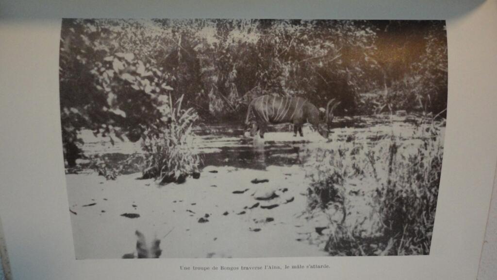 Die Lebensweise der wilden Tiere in Kamerun Dr. Gromier 1937