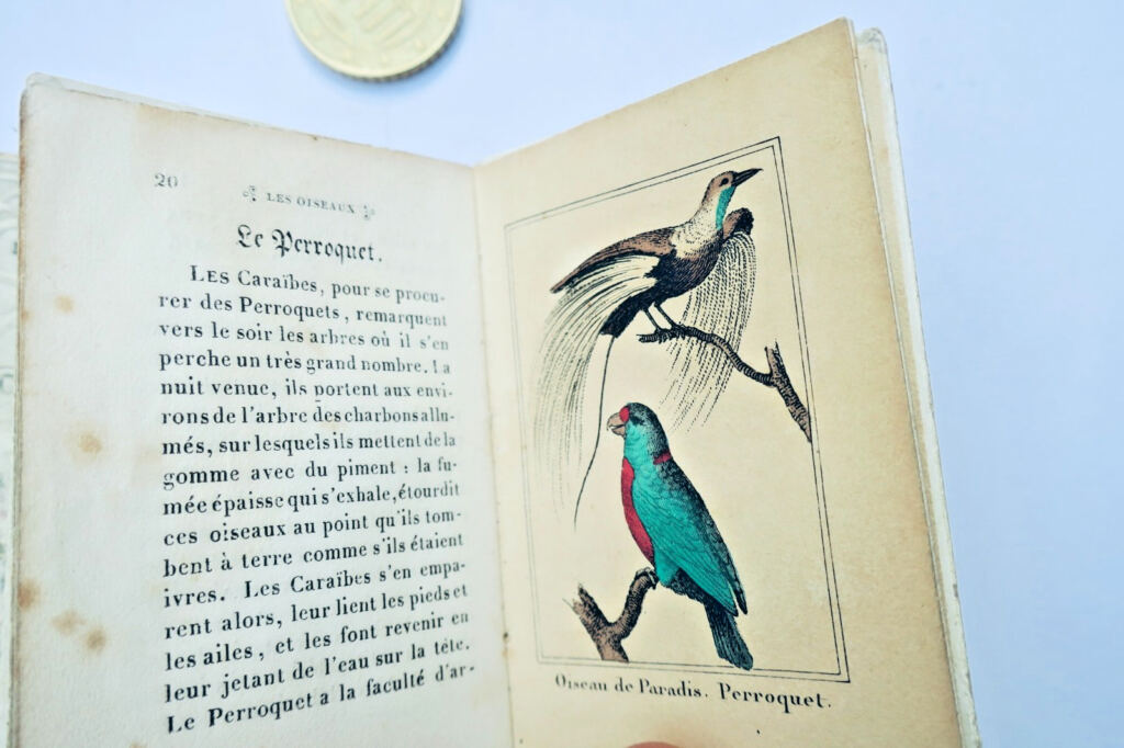 oiseaux fleurs Petite galerie d&rsquo;histoire naturelle Fleurs miniature & romantique