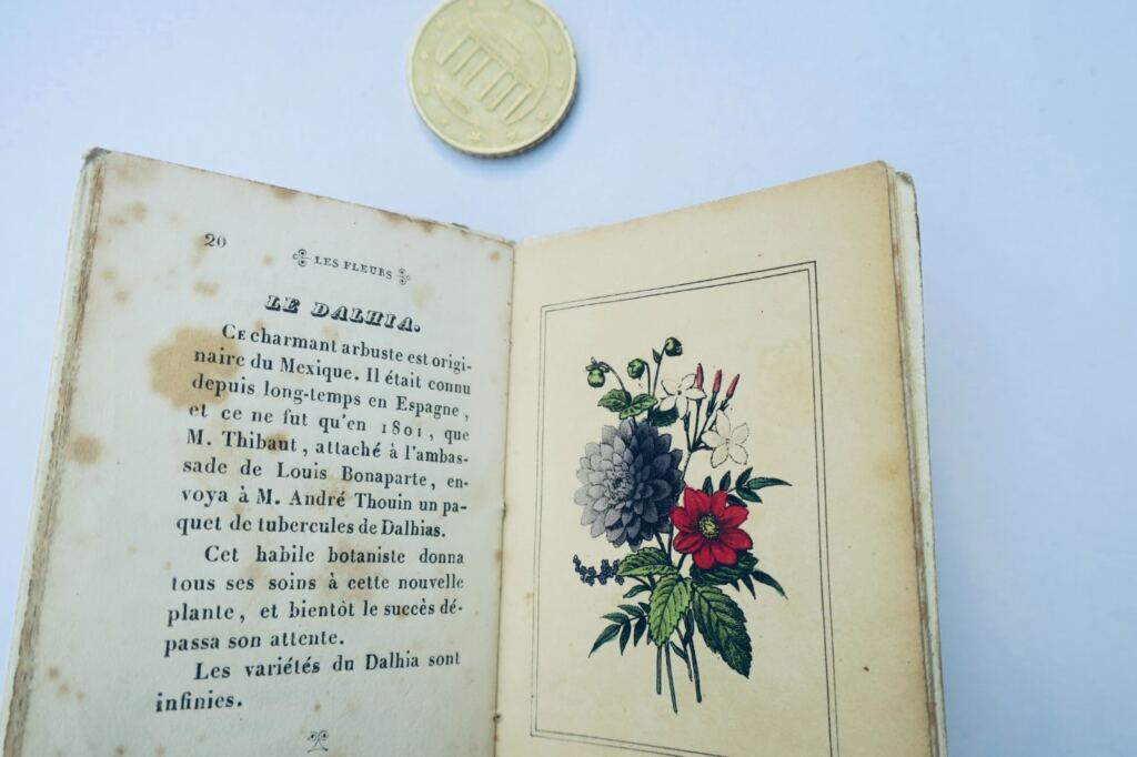 oiseaux fleurs Petite galerie d&rsquo;histoire naturelle Fleurs miniature & romantique