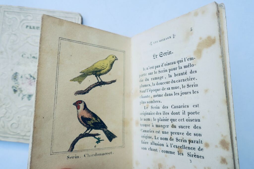 oiseaux fleurs Petite galerie d&rsquo;histoire naturelle Fleurs miniature & romantique