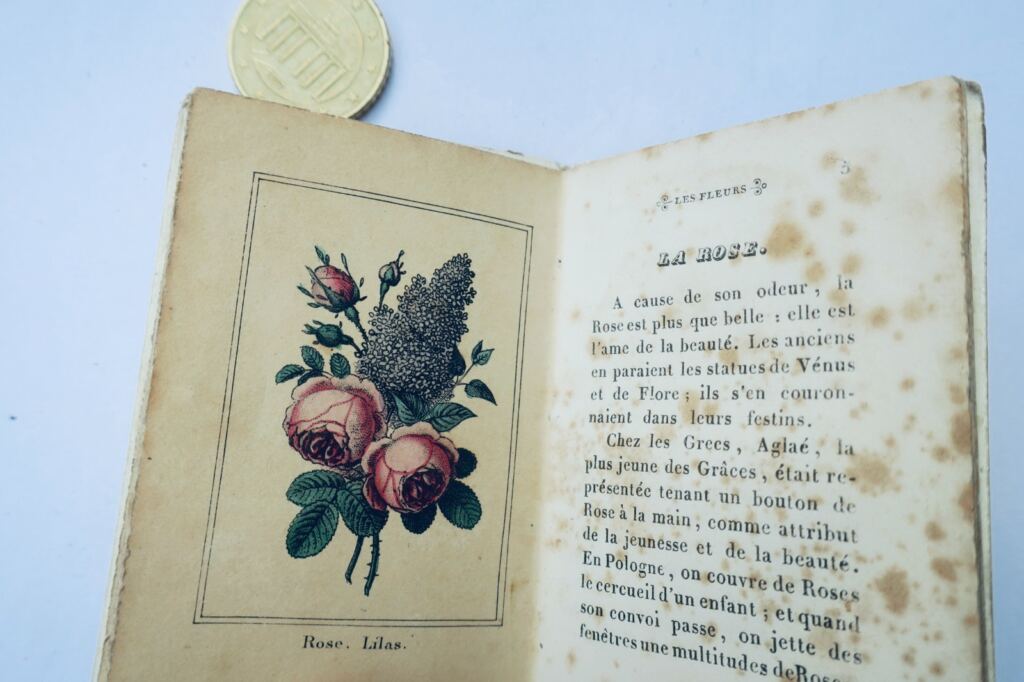 oiseaux fleurs Petite galerie d&rsquo;histoire naturelle Fleurs miniature & romantique