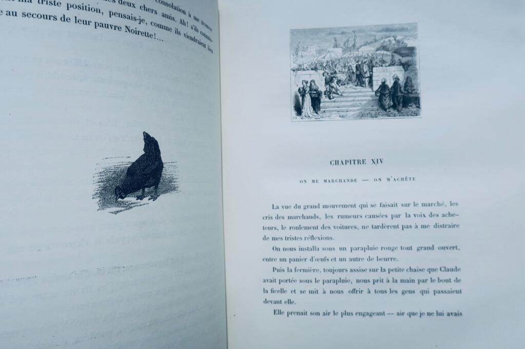 poule Mémoires d’une poule noire illus-Vogel, Zier…