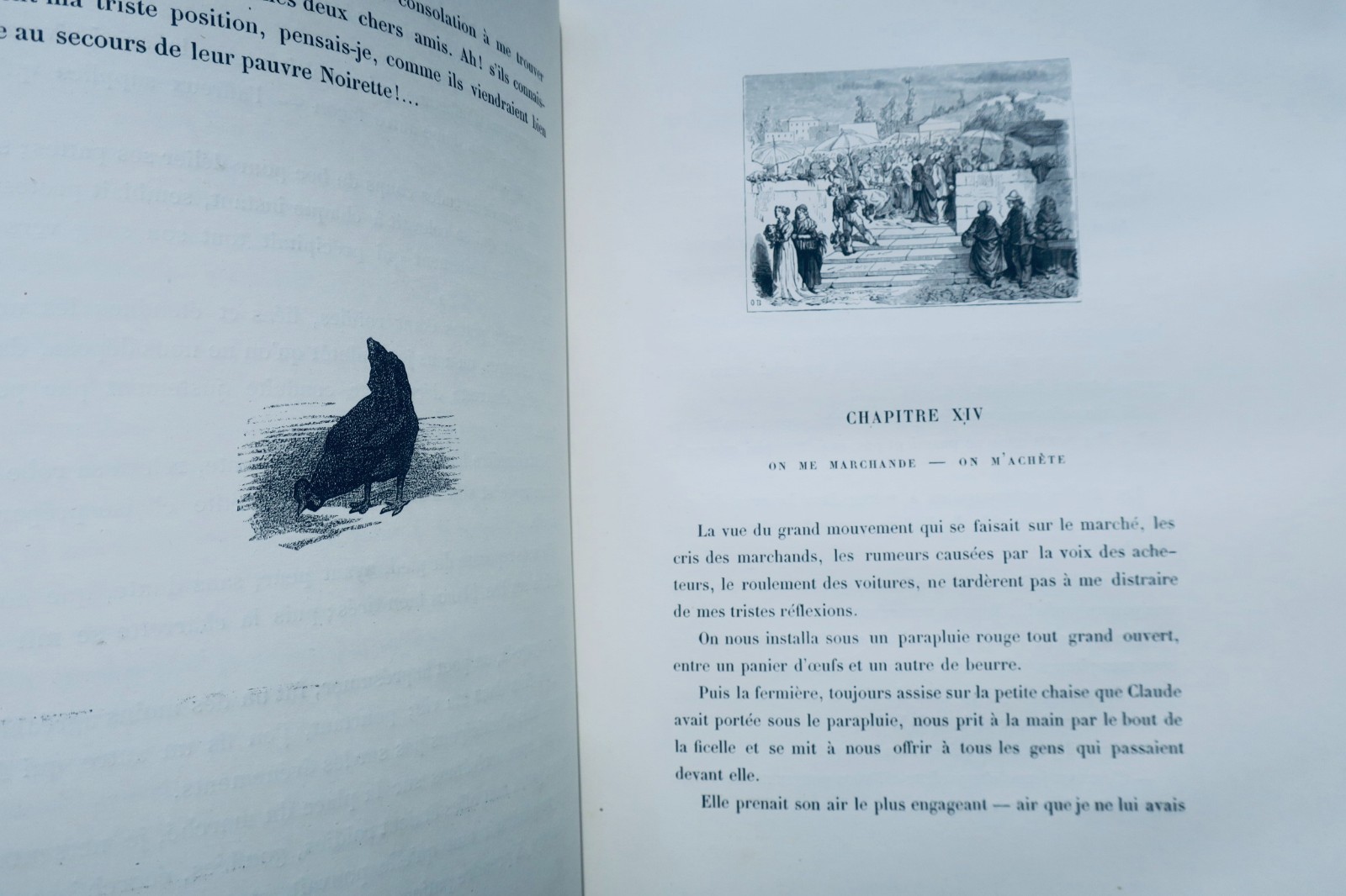 Mémoires d'une poule noire – illustriert von Vogel, Zier...