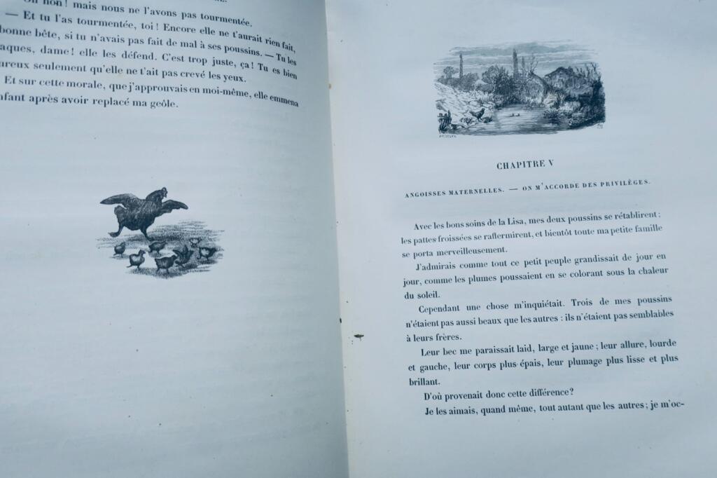poule Mémoires d’une poule noire illus-Vogel, Zier…