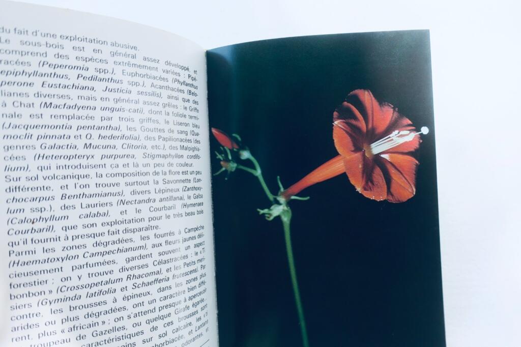 antilles FOURNET FLEURS ET PLANTES DES ANTILLES. LES EDITIONS DU PACIFIQUE