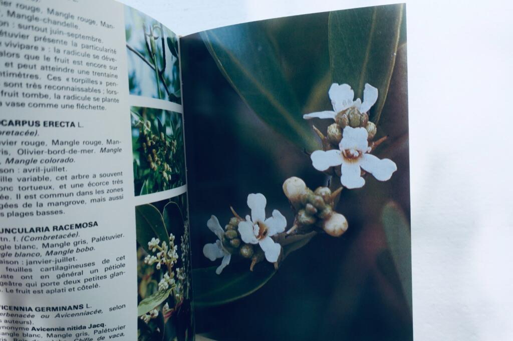 antilles FOURNET FLEURS ET PLANTES DES ANTILLES. LES EDITIONS DU PACIFIQUE