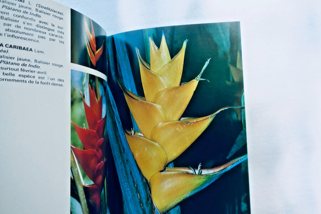 antilles FOURNET FLEURS ET PLANTES DES ANTILLES. LES EDITIONS DU PACIFIQUE