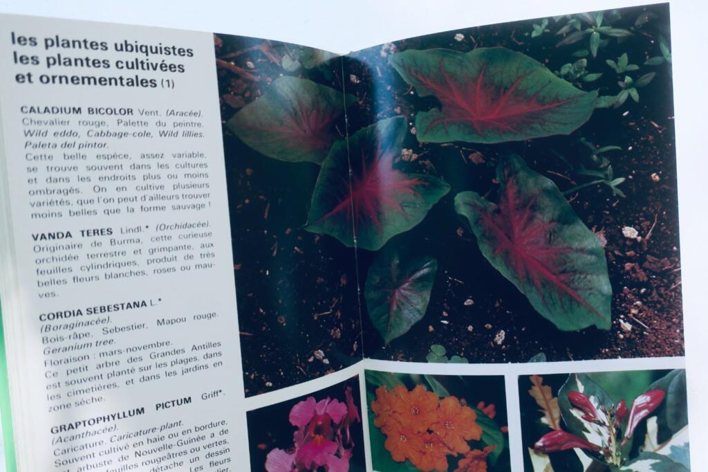 antilles FOURNET FLEURS ET PLANTES DES ANTILLES. LES EDITIONS DU PACIFIQUE