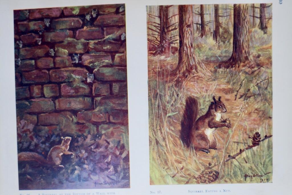 Beasts and Birds: Ein Naturbuch für Jungen und Mädchen 1910
