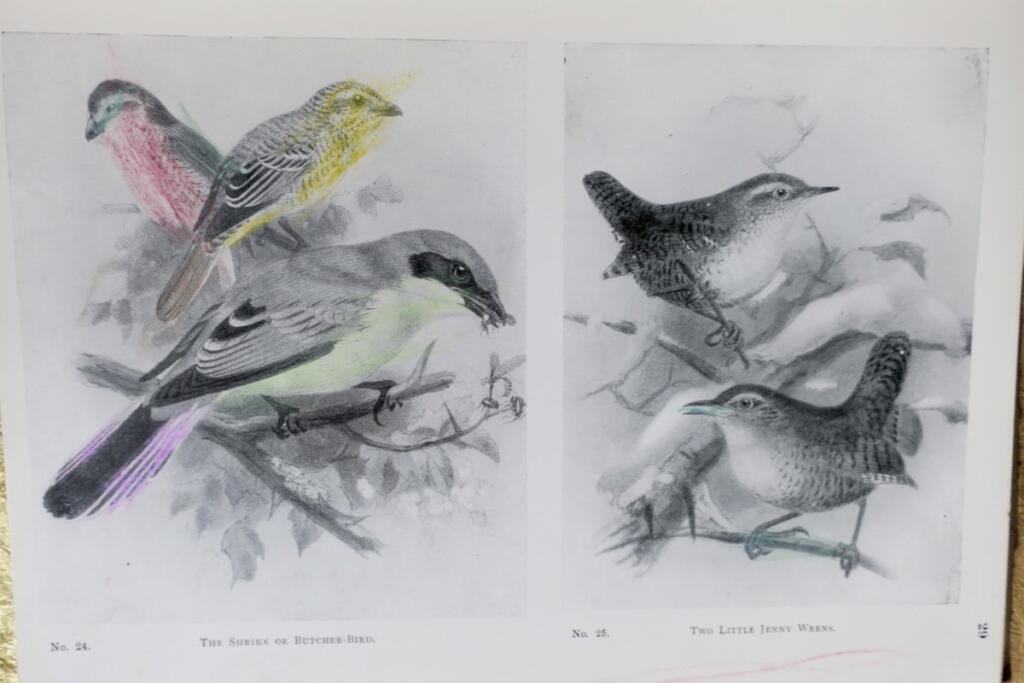 Beasts and Birds: Ein Naturbuch für Jungen und Mädchen 1910