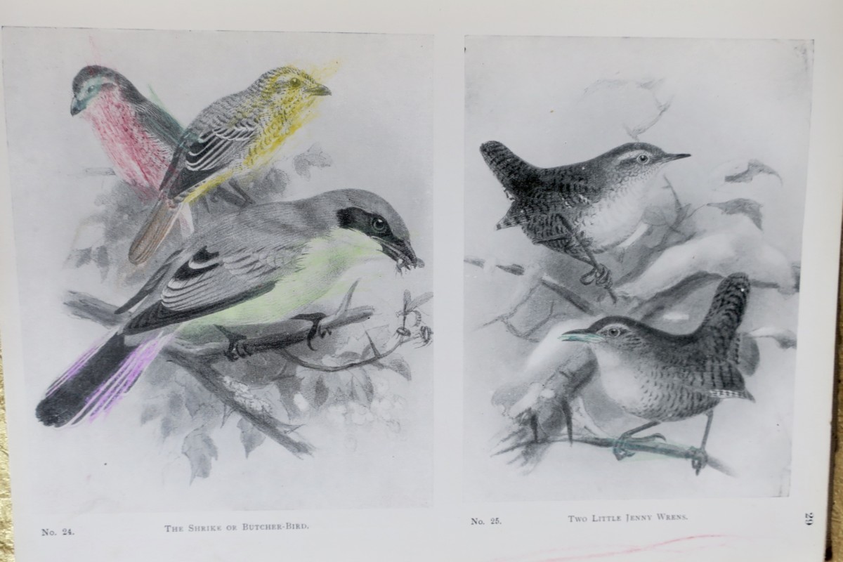 《野獸與飛鳥:兒童自然讀物》1910年