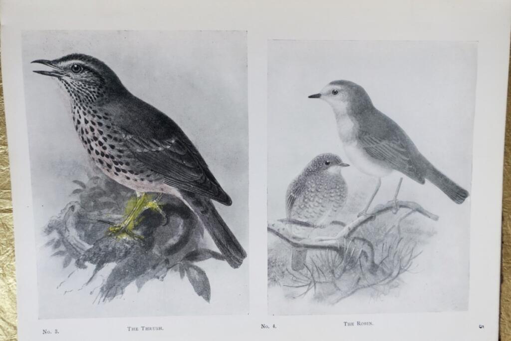 Beasts and Birds: Ein Naturbuch für Jungen und Mädchen 1910