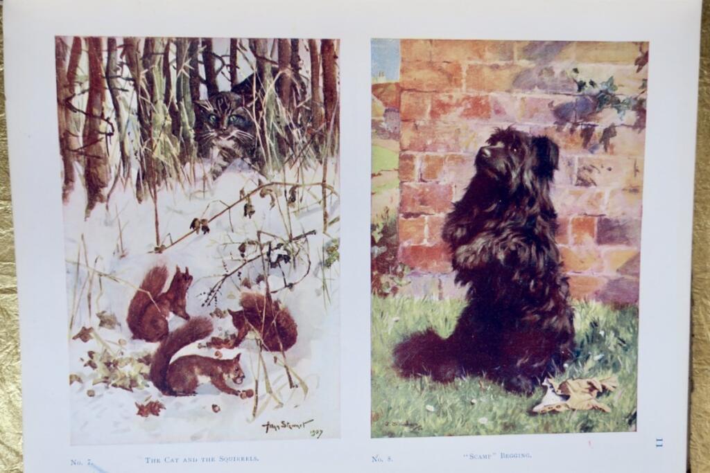 Beasts and Birds: Ein Naturbuch für Jungen und Mädchen 1910