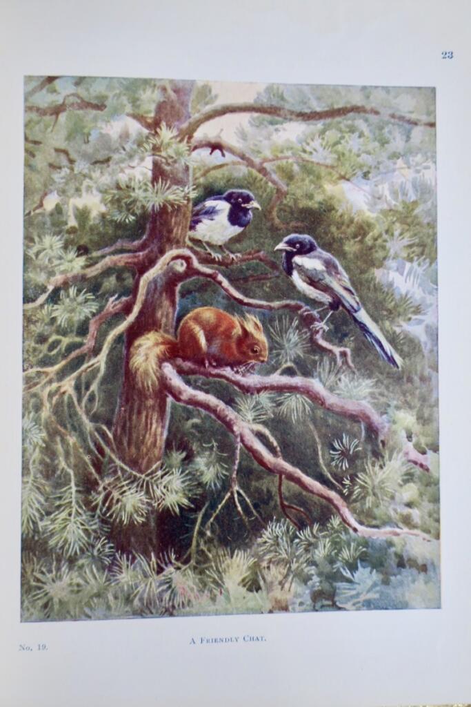 Beasts and Birds: Ein Naturbuch für Jungen und Mädchen 1910