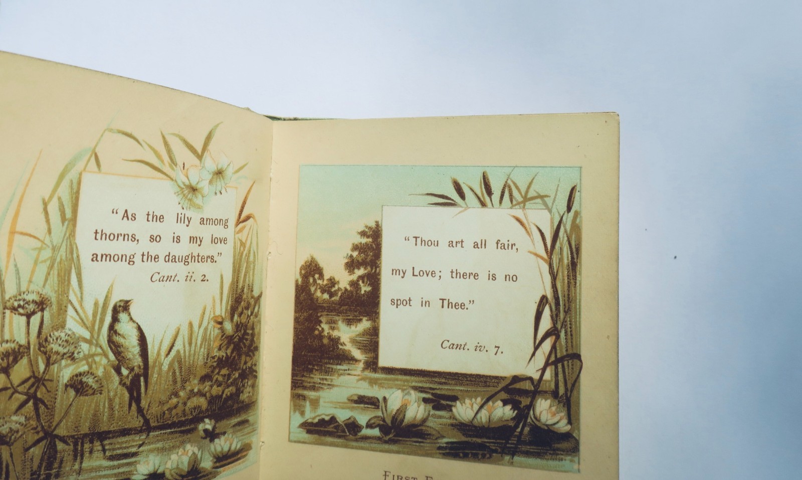 Bible Lilies Scripture Selections for Morning & Evening MINUSCULE – Image 4