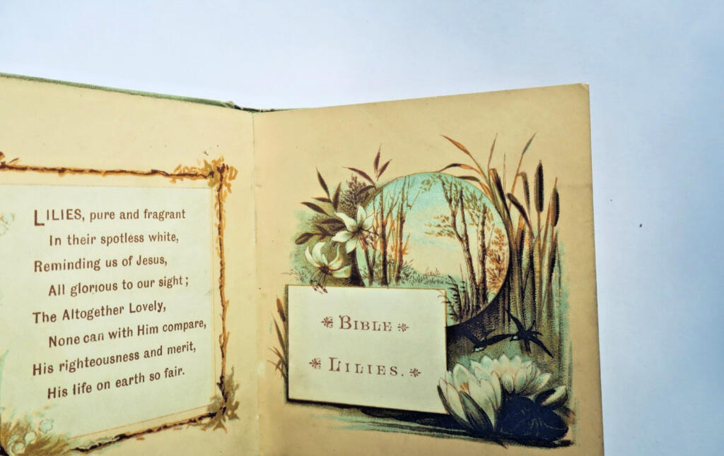 Bible Lilies Scripture Selections for Morning & Evening MINUSCULE