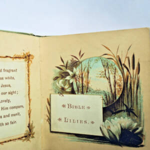 Bible Lilies Scripture Selections for Morning & Evening MINUSCULE