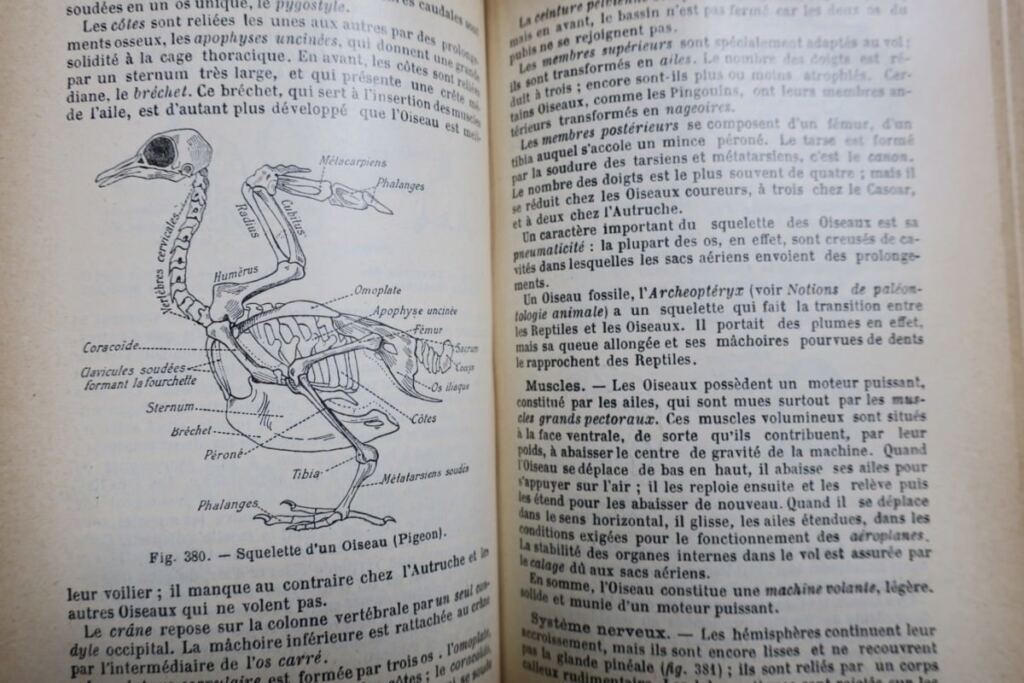 Caustier HISTOIRE NATURELLE 1906