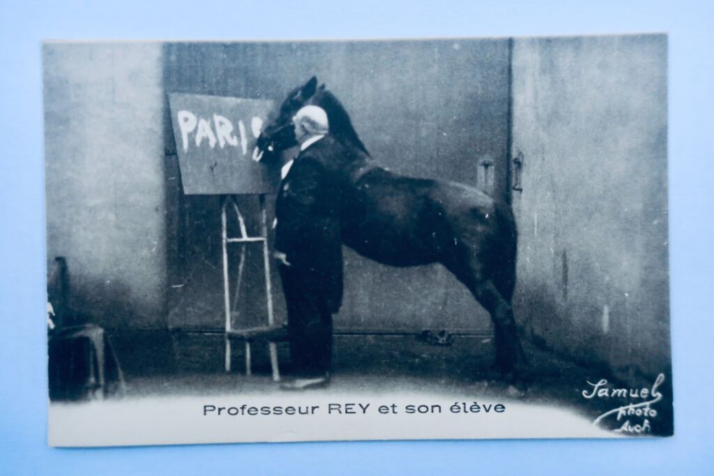 Pferd AUCH - GERS LE PROFESSEUR REY ET SON ELEVE