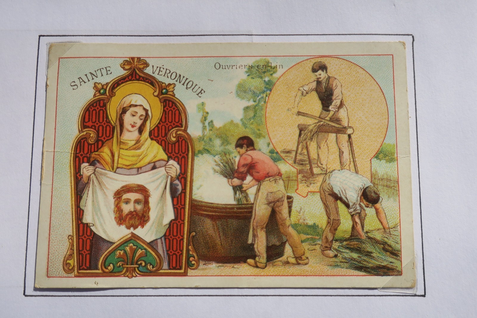 Chicorée Lerville métiers Sainte – Image 3