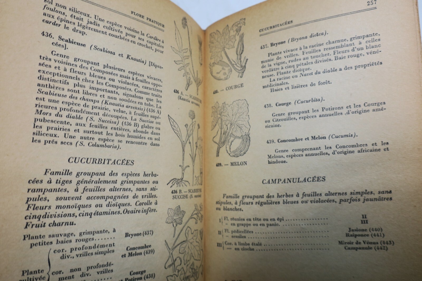 Flore pratique 1950 - La Librairie Antique